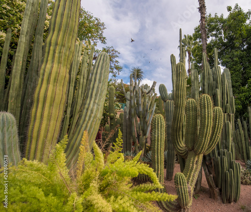 Panorama of The Majorelle Garden is a botanical garden and artist's landscape park in Marrakech, Morocco. Jardin Majorelle Cactus and tropical palms. Paradise inside the desert country
