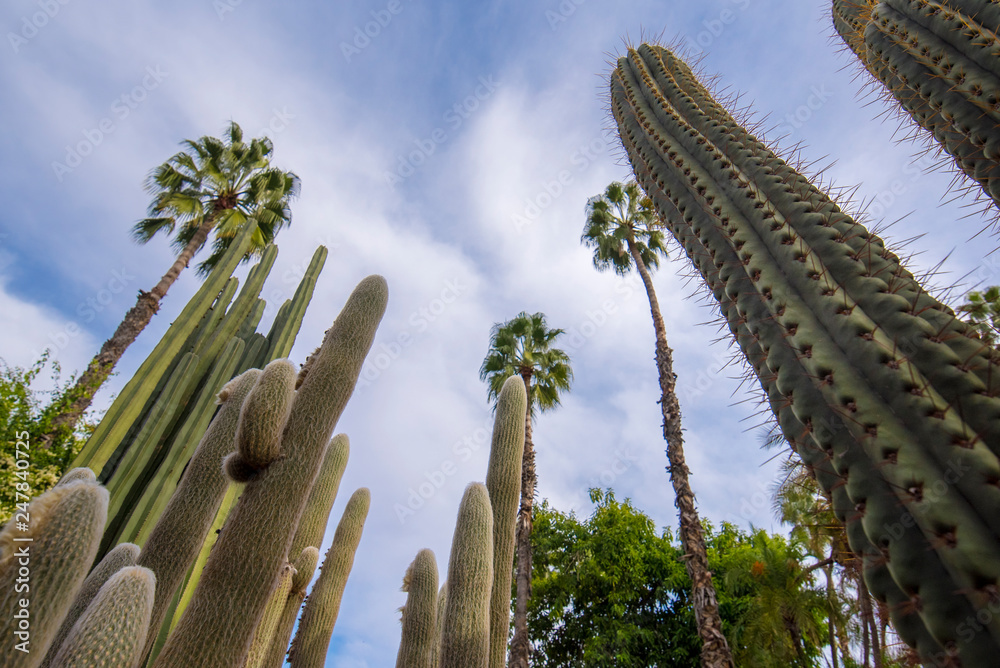 Fototapeta premium Panorama of The Majorelle Garden is a botanical garden and artist's landscape park in Marrakech, Morocco. Jardin Majorelle Cactus and tropical palms. Paradise inside the desert country