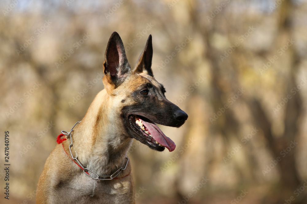 Portrait of a Belgian Shepherd Malinois dog