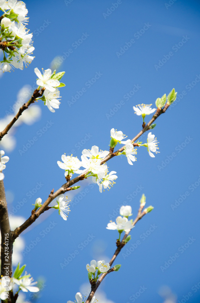 Cherry. Very beautiful flowering cherry tree. spring flowers Cherry. Very beautiful flowering cherry tree. spring flowers