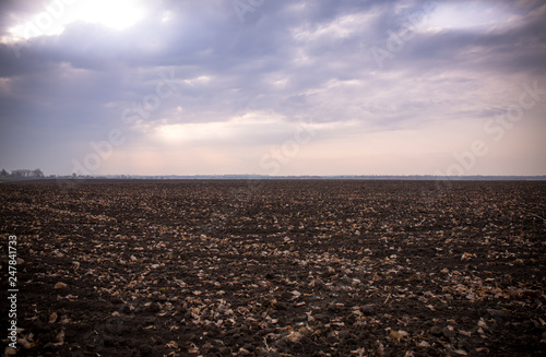 field at dawn