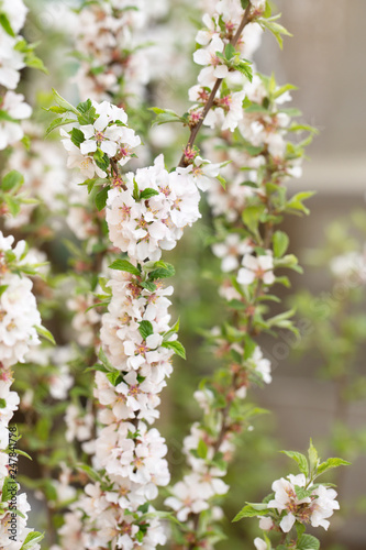 flowering of cherry felted