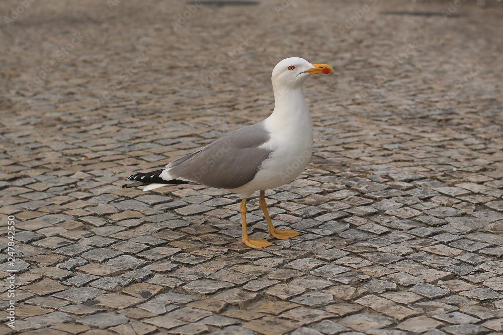 Obraz premium Seagull on the cobbled embankment in Portugal