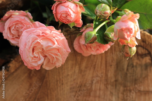 pink roses and a log copy space