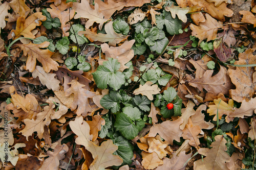 autumn leaves on ground © Алена Кожемякина