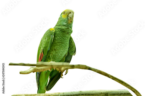 Yellow-shouldered amazon, Amazona barbadensis, yellow-shouldered parrot. Exotic Bird. Close up Isolated