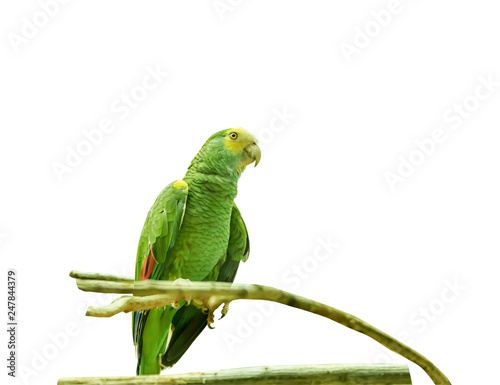 Yellow-shouldered amazon, Amazona barbadensis, yellow-shouldered parrot. Exotic Tropical Bird. Close up Isolated