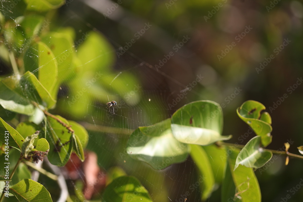 abelha presa em teia de aranha abelha presa em teia de aranha