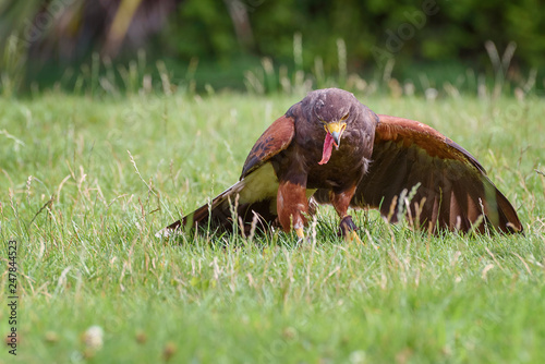 Harris's hawk, Parabuteo unicinctus, bay-winged hawk, dusky hawk, a medium-large bird of prey sits on the field