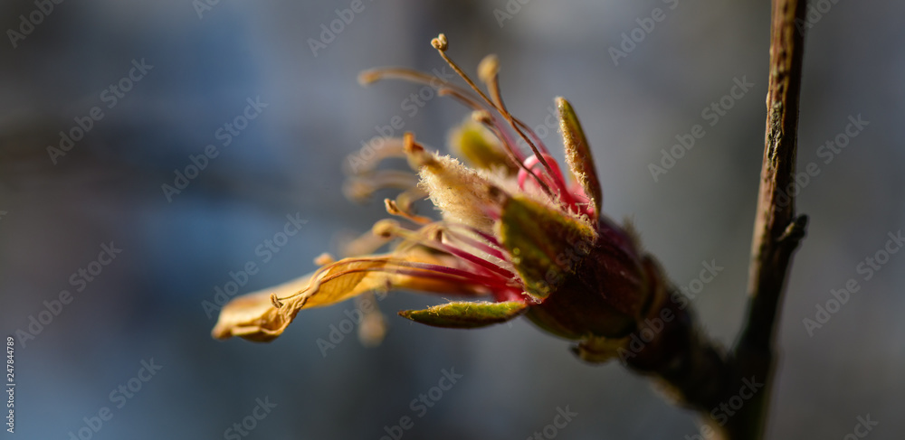 flower flower