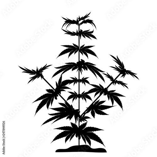 Bush marijuana black silhouette. Cannabinoid. Hemp for the treatment of marijuana oil. Cannabis. Vector illustration on isolated background.