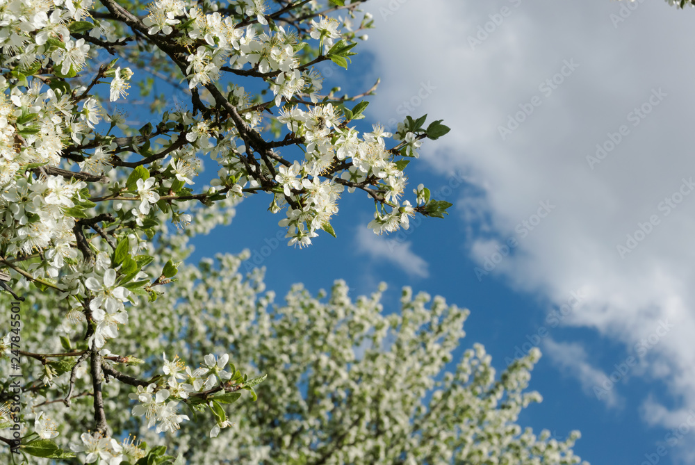 white plum flowers against dark blue sky