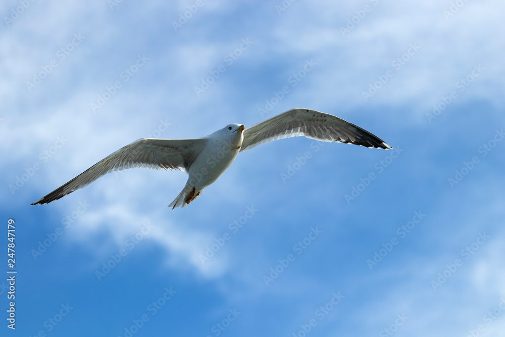 Seagull Seagull