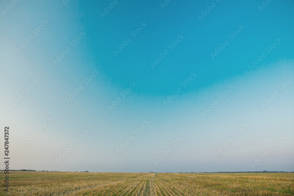 Obraz premium Summer Landscape with Wheat Field and Clouds, summer vintage field, in the photo most of the sky