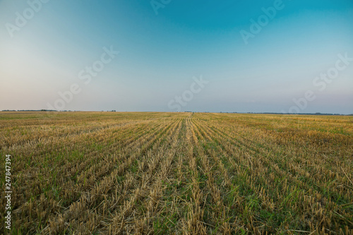 Summer Landscape with Wheat Field and Clouds © Oleksandr