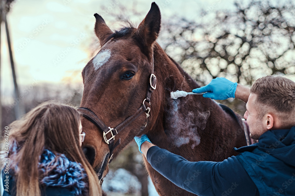 Veterinary man with his assistant treating a brown purebred horse