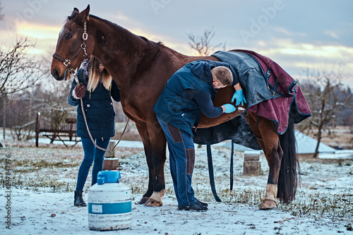 Veterinarian treating a brown purebred horse, papillomas removal procedure using cryodestruction, in an outdoor ranch photo