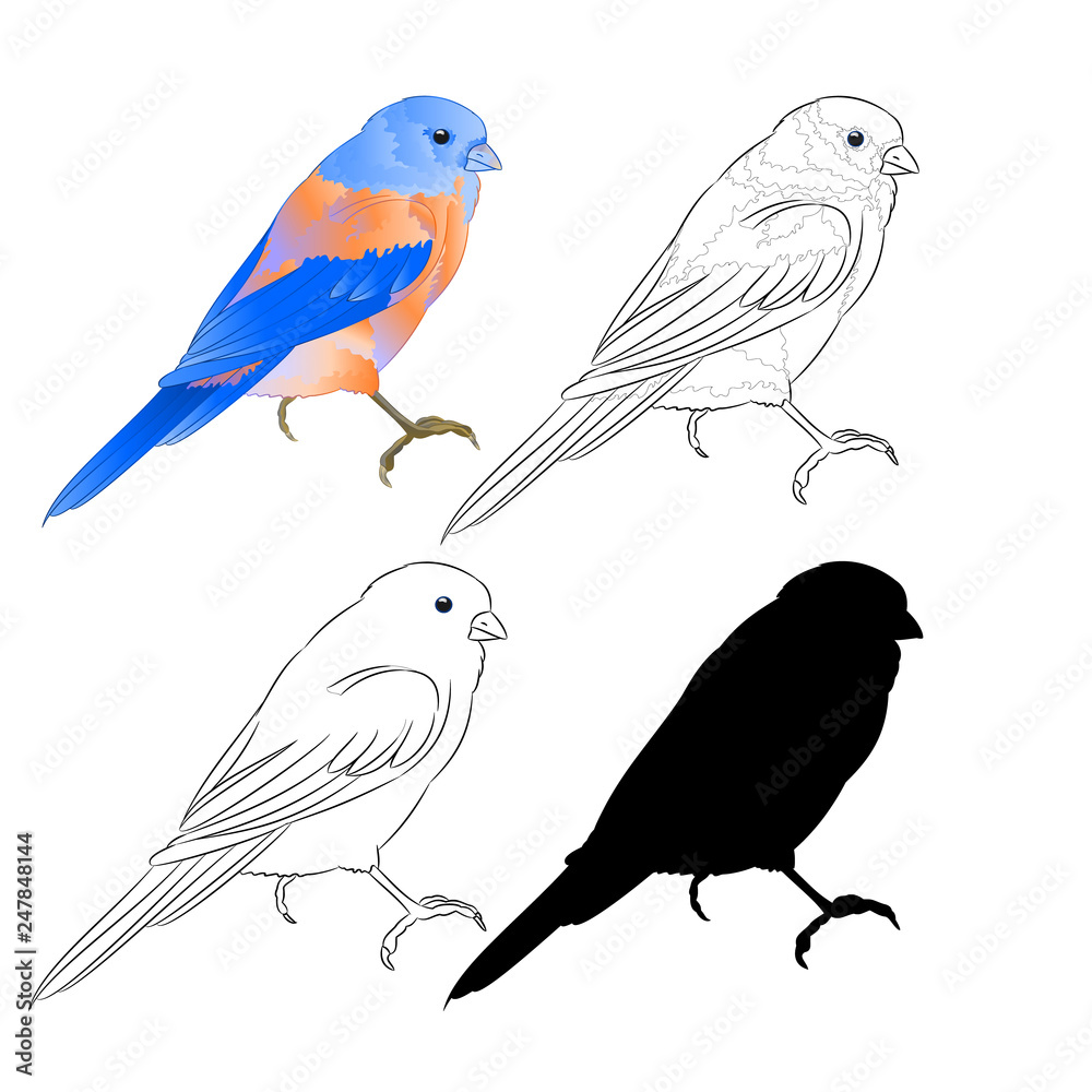 Obraz premium Thrush Bluebird small bird a background vintage vector illustration editable hand draw