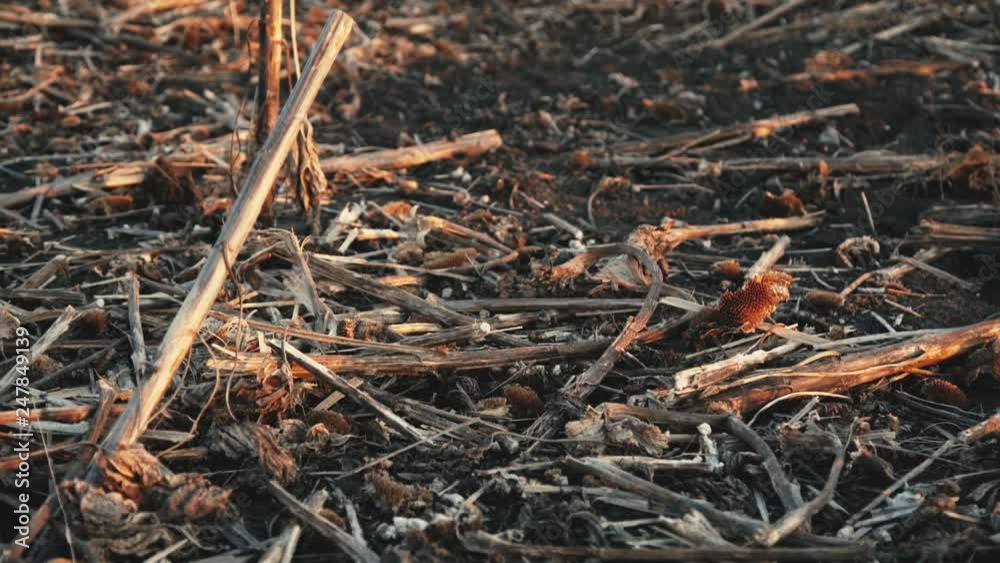 Background of remains of sunflower harvest on field