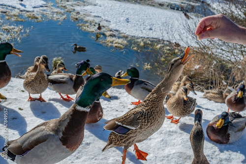 Fotografija a flock of wild ducks - Anas platyrhynchos