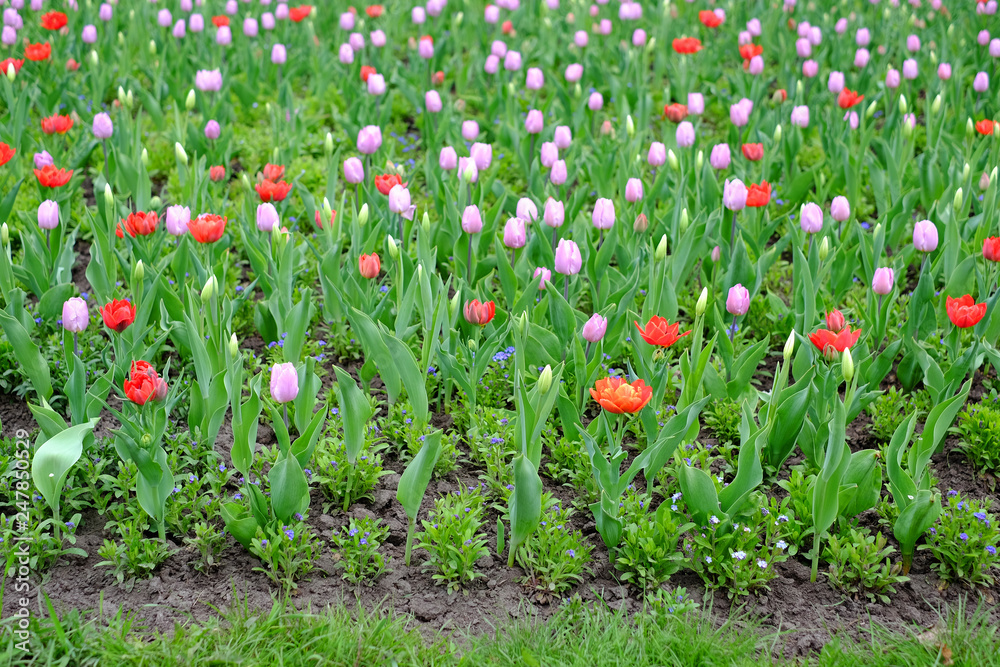 Spring background from multi-colored tulips.