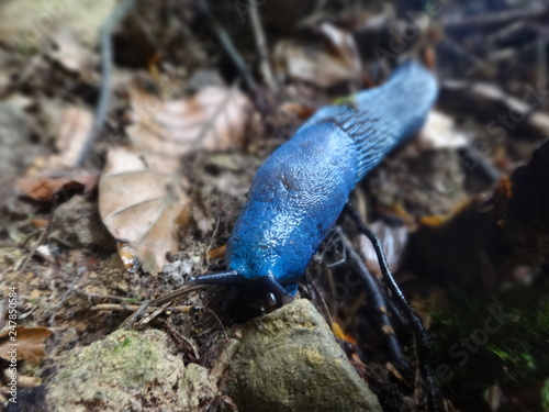 Niebieski ślimak w górach