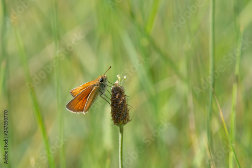 Hesperiidae / Sarı Antenli Zıpzıp / / Thymelicus sylvestris photo