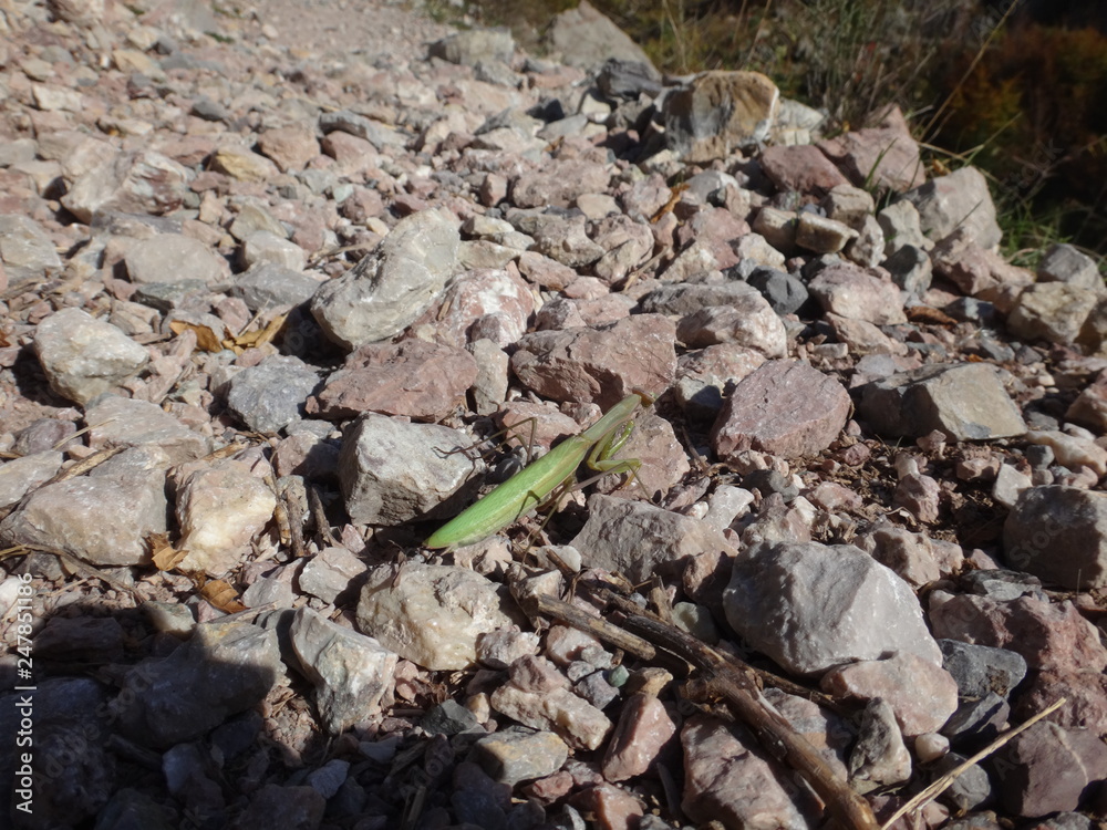 Zielona modliszka w Górach Przeklętych