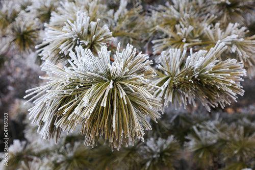 Cedar in frost and snow