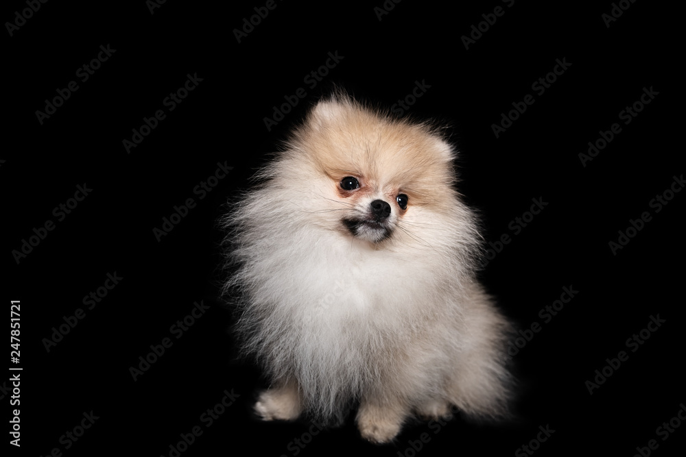 Front view of a sitting pomeranian spitz isolated on a black background Front view of a sitting pomeranian spitz isolated on a black background