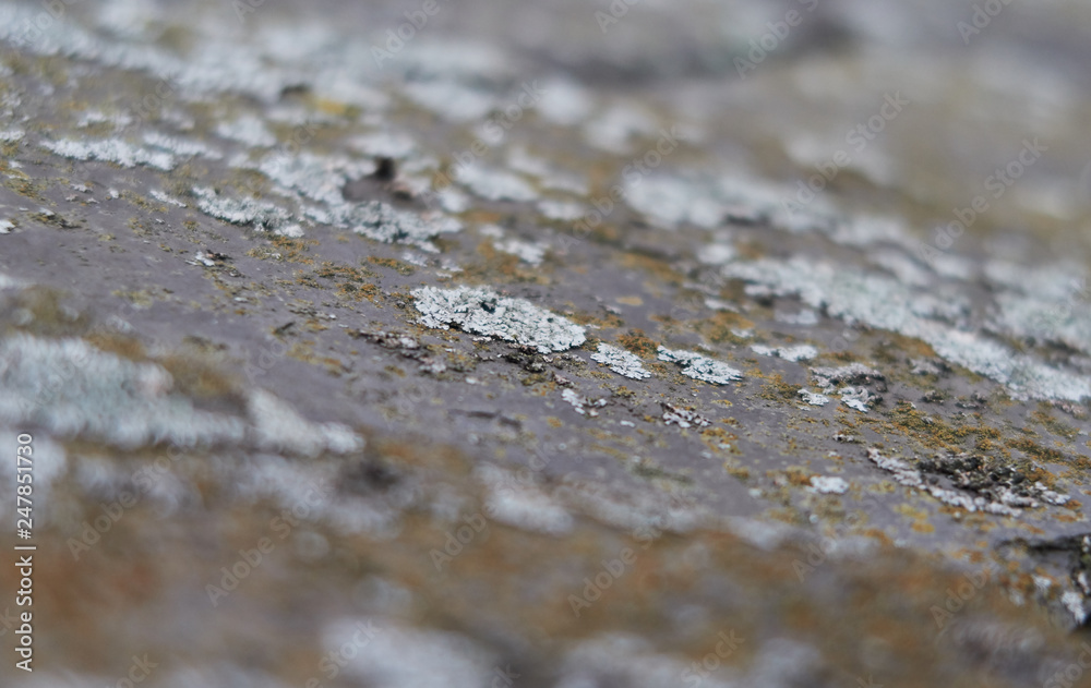 Rough muted colour macro photo of lichen moss growing on old damp roof tile discovered on a house renovation. Detailed close up with a shallow depth of field. Rough muted colour macro photo of lichen moss growing on old damp roof tile discovered on a house renovation. Detailed close up with a shallow depth of field.