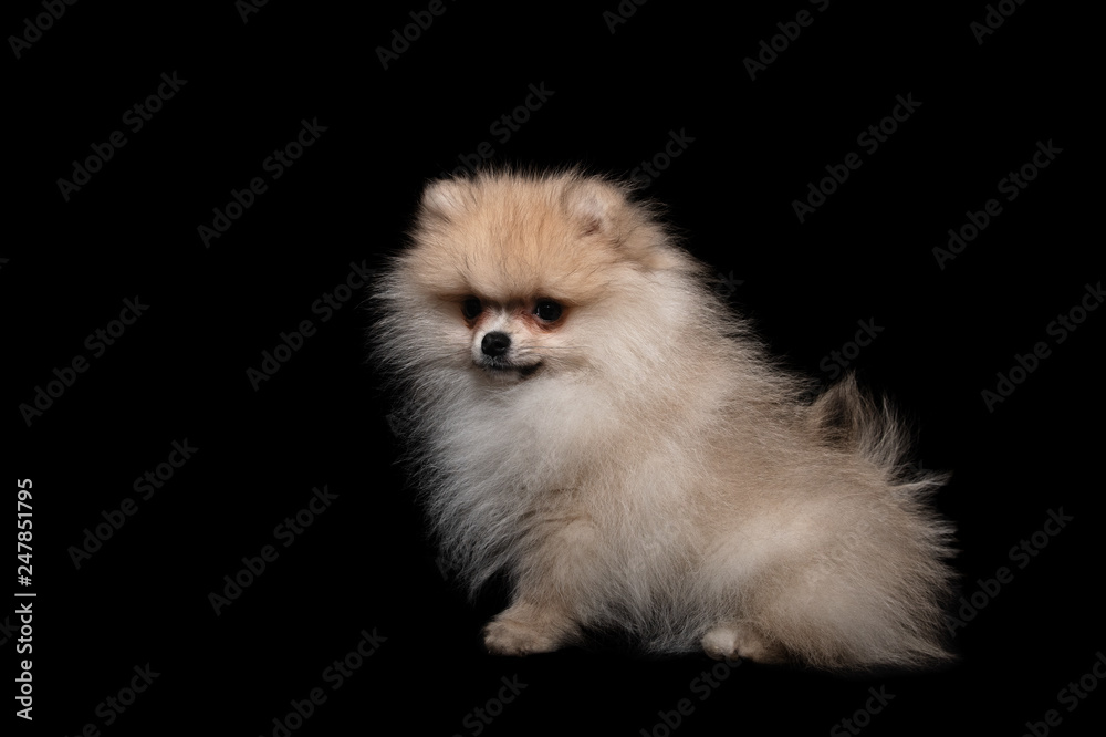 Front view of a sitting pomeranian spitz isolated on a black background Front view of a sitting pomeranian spitz isolated on a black background