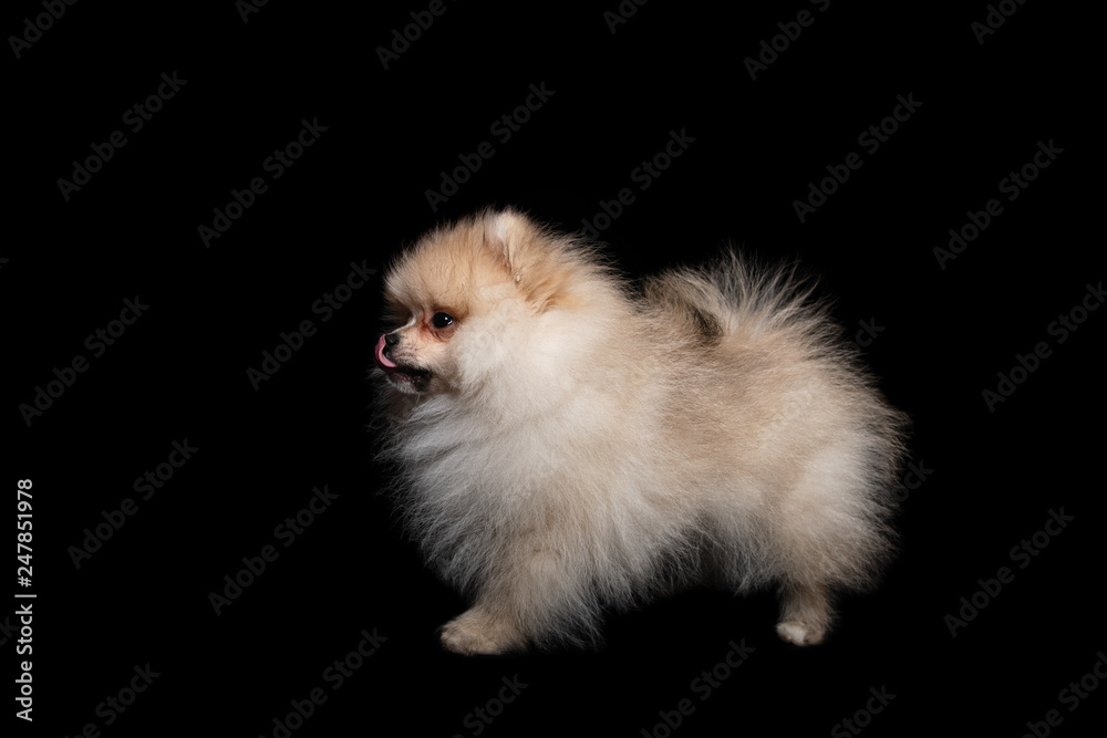 Front view of a pomeranian spitz isolated on a black background Front view of a pomeranian spitz isolated on a black background