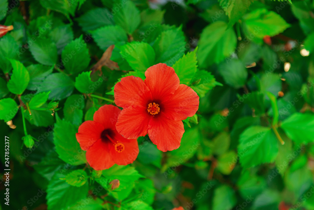 blooming red flower chinese rose blooming red flower chinese rose