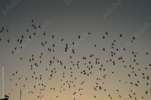edinburgh shadows sunset birds flying