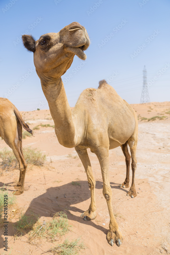 wild camels in the hot dry middle eastern desert, desert animals in an arid landscape. wild camels in the hot dry middle eastern desert, desert animals in an arid landscape.