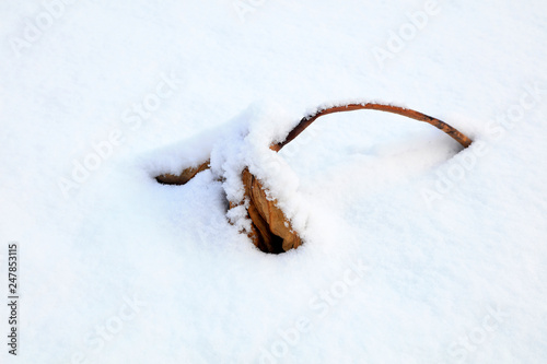 Plant straw in snow © YuanGeng