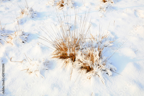 Withered grass in the snow