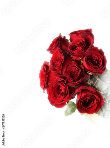 Red roses on the white background  isolated 