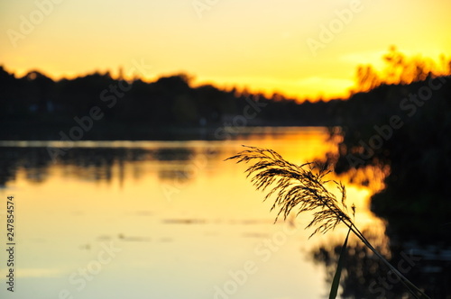 Branch silhouette with an intense sunset in its background