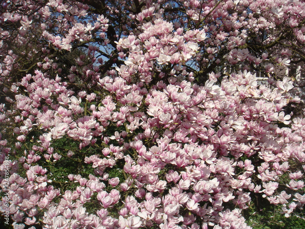 pink-white flowers