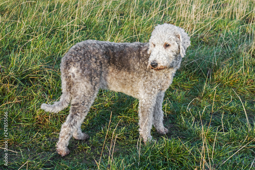 Fototapeta Naklejka Na Ścianę i Meble -  Bedlington terrier standing in field