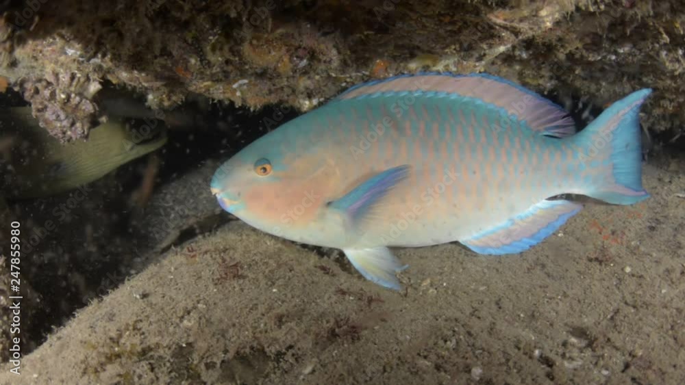 parrotfish, reefs of the Sea of Cortez, Pacific ocean. Cabo Pulmo, Baja California Sur, Mexico. The world's aquarium. parrotfish, reefs of the Sea of Cortez, Pacific ocean. Cabo Pulmo, Baja California Sur, Mexico. The world's aquarium.