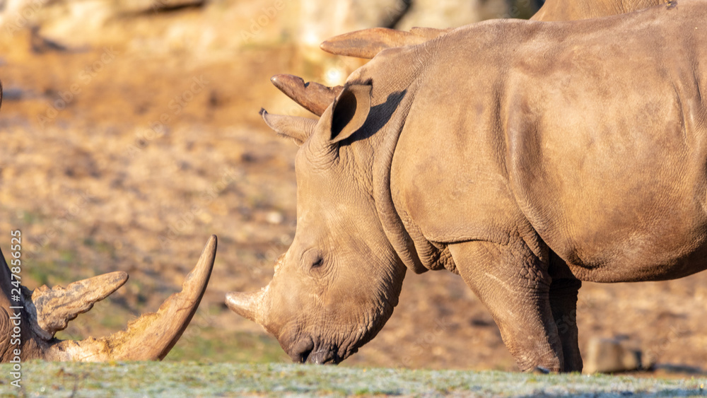 Obraz premium White rhinoceros