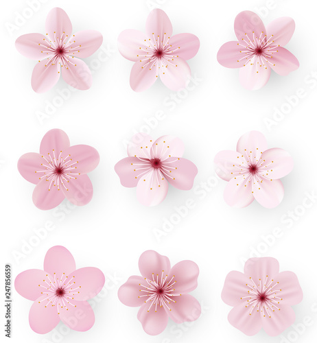 Fototapeta Naklejka Na Ścianę i Meble -  Realistic sakura or cherry blossom; Japanese Spring Flower Sakura; Pink Cherry Flower.