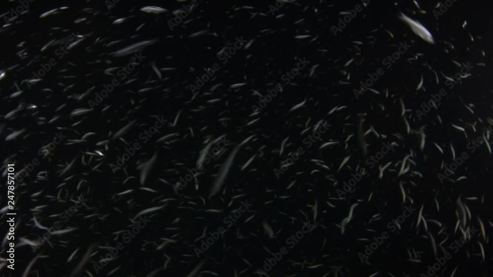 sardine baitball at night sardine baitball at night