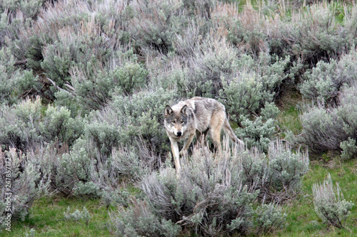 Wild gray wolf Yellowstone National Park 