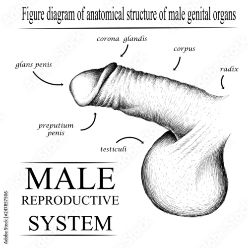 The vector Figure diagram of anatomical structure of male genital organs. This is MALE REPRODUCTIVE  SYSTEM in the retro style diagram.This illustration is for medical institutions and medical literat