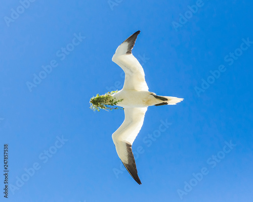 Northern Gannet photo