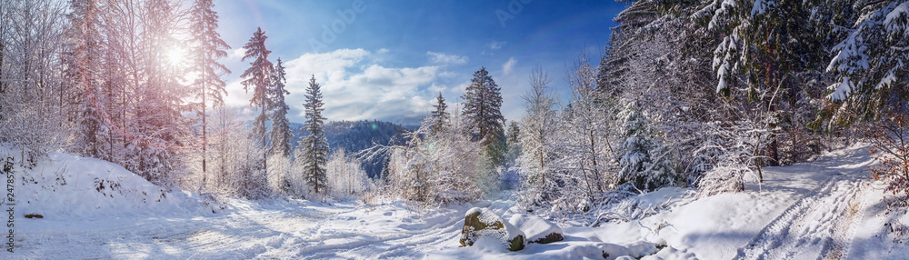 Winter landscape, panorama, banner - view of the snowy road in the winter mountain forest - obrazy, fototapety, plakaty 